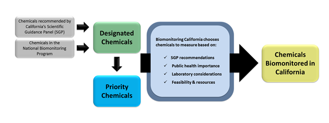 Chemical Selection Diagram A flow chart showing the steps that a chemical goes through to become a designated chemical, a priority chemical, or a chemical biomonitored in California